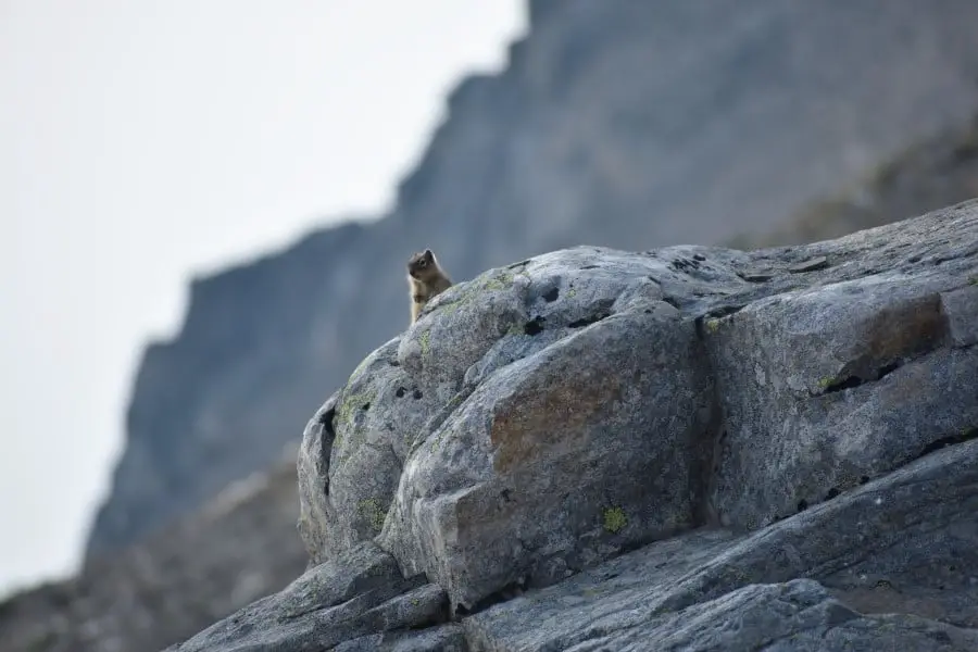 Zahlreiche Tiere auf den Whistlers Mountain