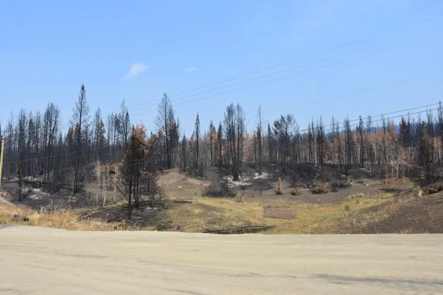 Verbrannte Bäume in Williams Lake
