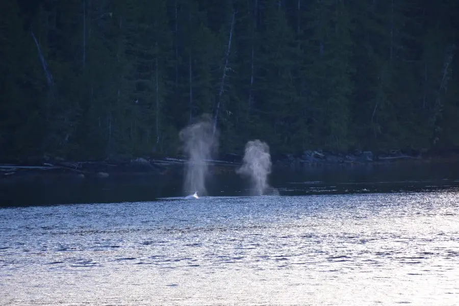 Wasserfontänen zweier Wale