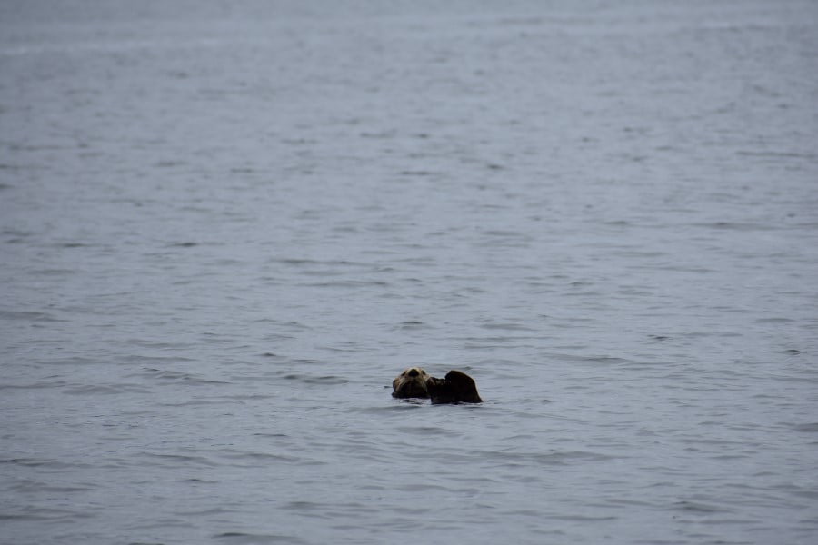 Otter auf Vancouver Island