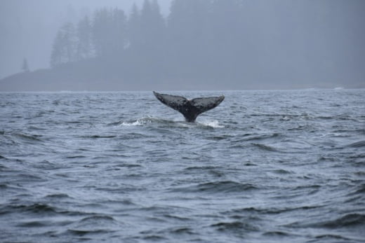 Schwanzflosse eines Grauwals