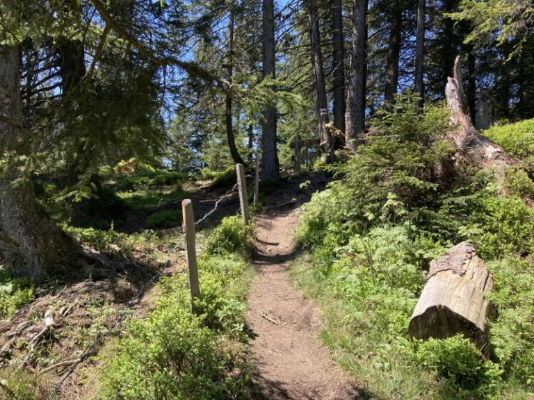 Wanderung durch die Moorwälder der Ibergeregg