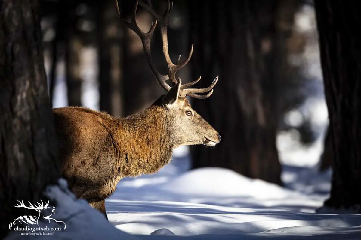 Hirsch auf Nahrungssuche | Wildtiere im Winter